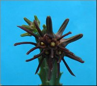 Caralluma munbyana